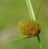 ostřice šáchorovitá <i>(Carex bohemica)</i> / Plod