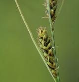 ostřice Buxbaumova <i>(Carex buxbaumii)</i> / Květ/Květenství