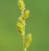 ostřice šedavá <i>(Carex canescens)</i> / Plod