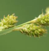 ostřice šedavá <i>(Carex canescens)</i> / Plod