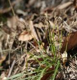 ostřice prstnatá <i>(Carex digitata)</i> / Habitus