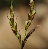 ostřice prstnatá <i>(Carex digitata)</i> / Květ/Květenství