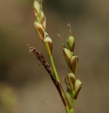 ostřice prstnatá <i>(Carex digitata)</i> / Květ/Květenství