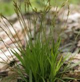 ostřice prstnatá <i>(Carex digitata)</i> / Habitus