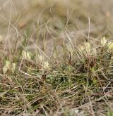 ostřice nízká <i>(Carex humilis)</i> / Habitus