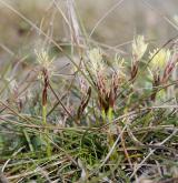 ostřice nízká <i>(Carex humilis)</i> / Habitus