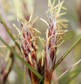 ostřice nízká <i>(Carex humilis)</i> / Květ/Květenství