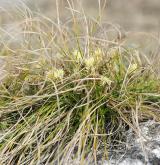 ostřice nízká <i>(Carex humilis)</i> / Habitus