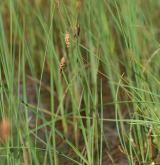 ostřice bažinná <i>(Carex limosa)</i> / Habitus