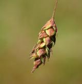 ostřice bažinná <i>(Carex limosa)</i> / Plod