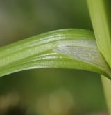 ostřice Otrubova <i>(Carex otrubae)</i> / List