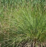 ostřice latnatá <i>(Carex paniculata)</i> / Habitus