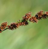 ostřice latnatá <i>(Carex paniculata)</i> / Plod