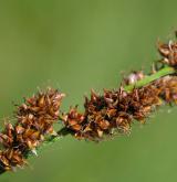 ostřice latnatá <i>(Carex paniculata)</i> / Plod