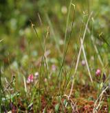 ostřice chudokvětá <i>(Carex pauciflora)</i> / Habitus