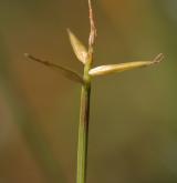 ostřice chudokvětá <i>(Carex pauciflora)</i> / Plod