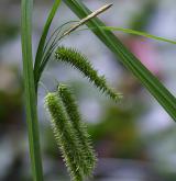 ostřice nedošáchor <i>(Carex pseudocyperus)</i> / Plod