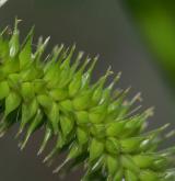 ostřice nedošáchor <i>(Carex pseudocyperus)</i> / Plod