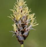 ostřice úzkolistá <i>(Carex stenophylla)</i> / Květ/Květenství