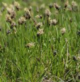 ostřice úzkolistá <i>(Carex stenophylla)</i> / Habitus