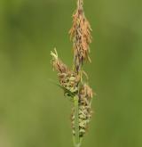 ostřice plstnatá <i>(Carex tomentosa)</i> / Květ/Květenství