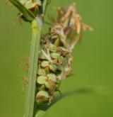 ostřice plstnatá <i>(Carex tomentosa)</i> / Květ/Květenství