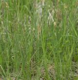 ostřice plstnatá <i>(Carex tomentosa)</i> / Habitus