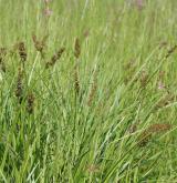 ostřice liščí <i>(Carex vulpina)</i> / Habitus