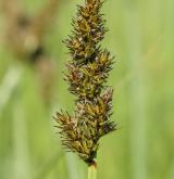 ostřice liščí <i>(Carex vulpina)</i> / Plod