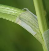 ostřice liščí <i>(Carex vulpina)</i> / List