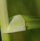 ostřice liščí <i>(Carex vulpina)</i> / List