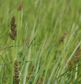 ostřice liščí <i>(Carex vulpina)</i> / Habitus