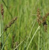 ostřice liščí <i>(Carex vulpina)</i> / Habitus