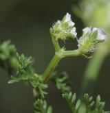dejvorec velkoplodý  <i>(Caucalis platycarpos)</i> / Květ/Květenství