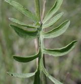 chrpa čekánek <i>(Centaurea scabiosa)</i> / List