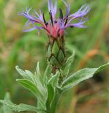 chrpa chlumní <i>(Centaurea triumfettii)</i> / Květ/Květenství