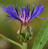 chrpa chlumní <i>(Centaurea triumfettii)</i> / Květ/Květenství