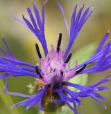 chrpa chlumní <i>(Centaurea triumfettii)</i> / Květ/Květenství