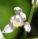okrotice dlouholistá <i>(Cephalanthera longifolia)</i>