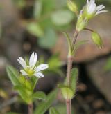 rožec obecný <i>(Cerastium holosteoides)</i> / Květ/Květenství