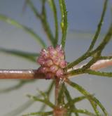 růžkatec ostnitý  <i>(Ceratophyllum demersum)</i> / Květ/Květenství
