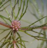 růžkatec ostnitý  <i>(Ceratophyllum demersum)</i> / Květ/Květenství