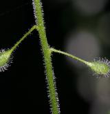 čarovník pařížský <i>(Circaea lutetiana)</i>