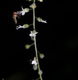 čarovník pařížský <i>(Circaea lutetiana)</i> / Květ/Květenství