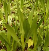 ocún jesenní <i>(Colchicum autumnale)</i>