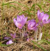 ocún jesenní <i>(Colchicum autumnale)</i>