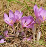 ocún jesenní <i>(Colchicum autumnale)</i>