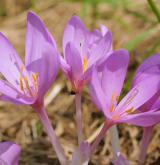 ocún jesenní <i>(Colchicum autumnale)</i>