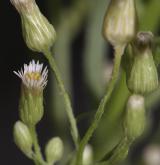 turanka kanadská <i>(Conyza canadensis)</i> / Květ/Květenství