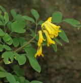 dymnivka žlutá <i>(Corydalis lutea)</i> / Habitus